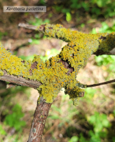 Le voile se lève sur les lichens de la réserve naturelle 2