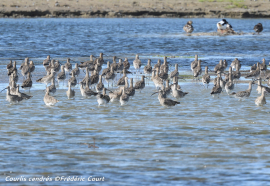 De nombreux oiseaux d’eau ont trouvé refuge dans le reposoir lors des dernières grandes marées 4