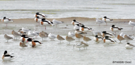 De nombreux oiseaux d’eau ont trouvé refuge dans le reposoir lors des dernières grandes marées 5