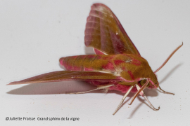Coup de projecteur sur les papillons de nuit ! 3