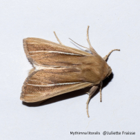 Coup de projecteur sur les papillons de nuit ! 2
