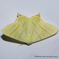 Coup de projecteur sur les papillons de nuit ! 5