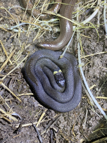 Est-il possible de croiser des serpents dans la réserve ? 1