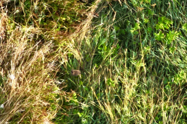 Une nichée de râle des genêts confirmée grâce à l’usage du drone 3