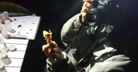 Coup de projecteur sur les papillons de nuit ! 8