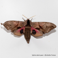 Coup de projecteur sur les papillons de nuit ! 6