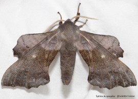 Coup de projecteur sur les papillons de nuit ! 7