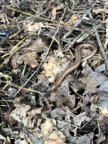 Est-il possible de croiser des serpents dans la réserve ? 3