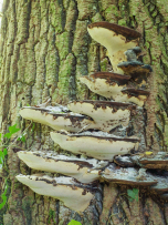 A la quête aux champignons ! 6