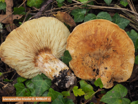 A la quête aux champignons ! 4