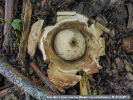 A la quête aux champignons ! 1
