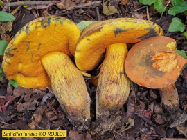 A la quête aux champignons ! 3