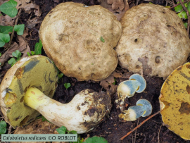 A la quête aux champignons ! 2