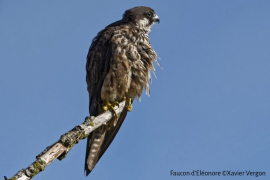 Une nouvelle espèce d’oiseau observée dans la Réserve naturelle de l’estuaire de la Seine et en Normandie : le Faucon d’Eléonore 1