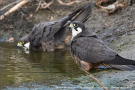 Une nouvelle espèce d’oiseau observée dans la Réserve naturelle de l’estuaire de la Seine et en Normandie : le Faucon d’Eléonore 3