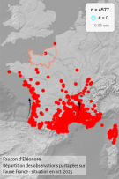 Une nouvelle espèce d’oiseau observée dans la Réserve naturelle de l’estuaire de la Seine et en Normandie : le Faucon d’Eléonore 4