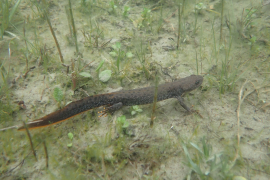 Un petit dragon caché dans les mares de la réserve ? 2