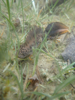 Un petit dragon caché dans les mares de la réserve ? 4