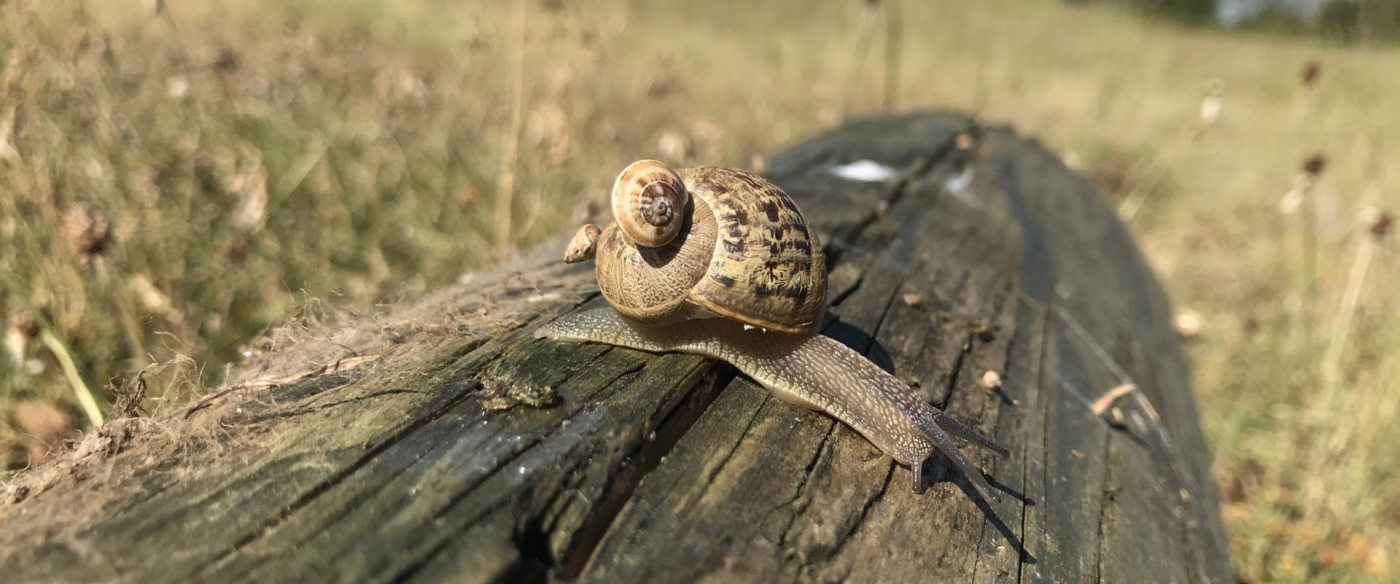 Mercredi Nature - Escargots et limaces - 22/10 Mercredi Nature - Escargots et limaces - 22/10