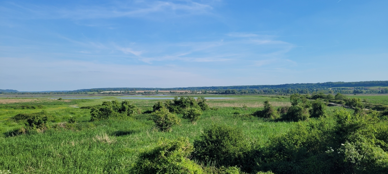 Découverte de la réserve naturelle au marais du Hode - 20/06