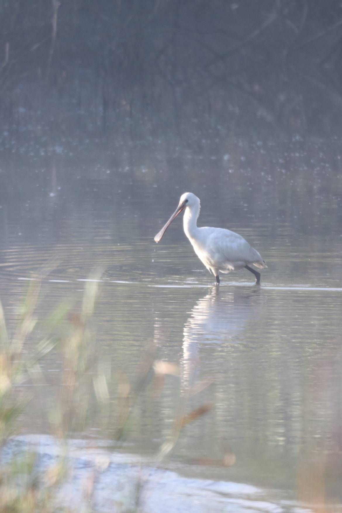 Les oiseaux d'eau d'ici et d'ailleurs - 07/12