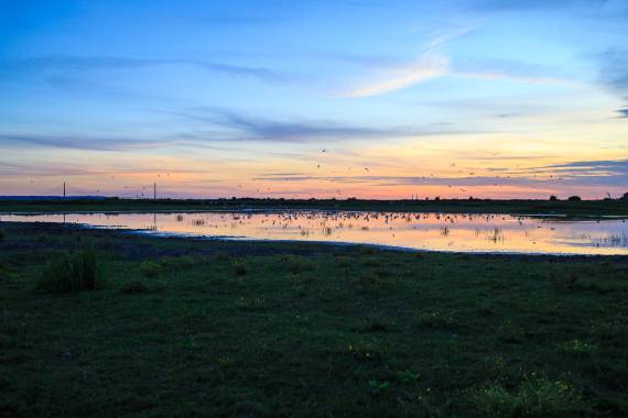 Le marais  au crépuscule - 26/07
