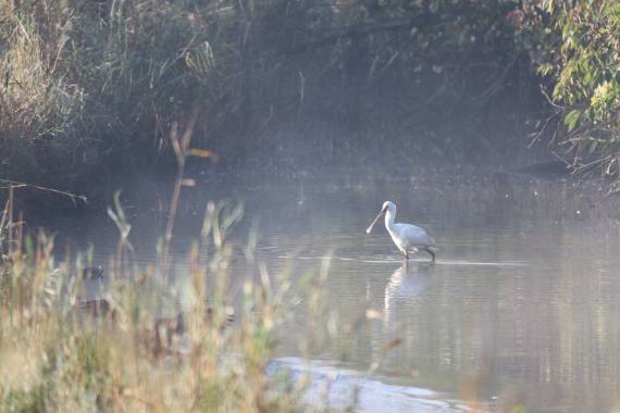 Les oiseaux d'eau d'ici et d'ailleurs - 07/12