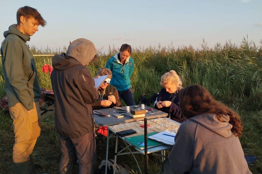 La migration du Phragmite aquatique sous haute surveillance