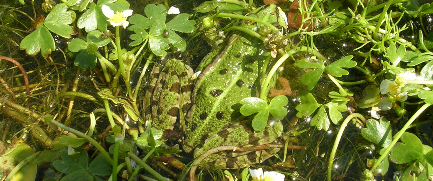 Mercredi Nature de l'été - Mimétisme et camouflage - 31/07 Mercredi Nature de l'été - Mimétisme et camouflage - 31/07