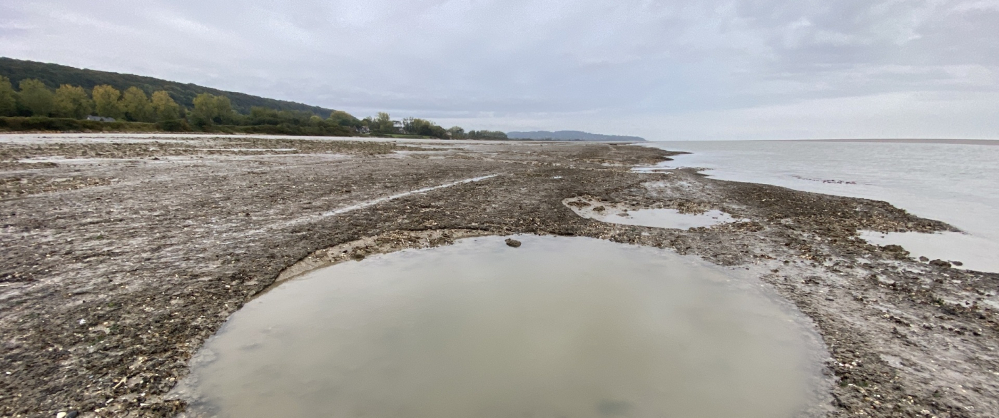 Pêche à pied naturaliste - 23/08 Pêche à pied naturaliste - 23/08