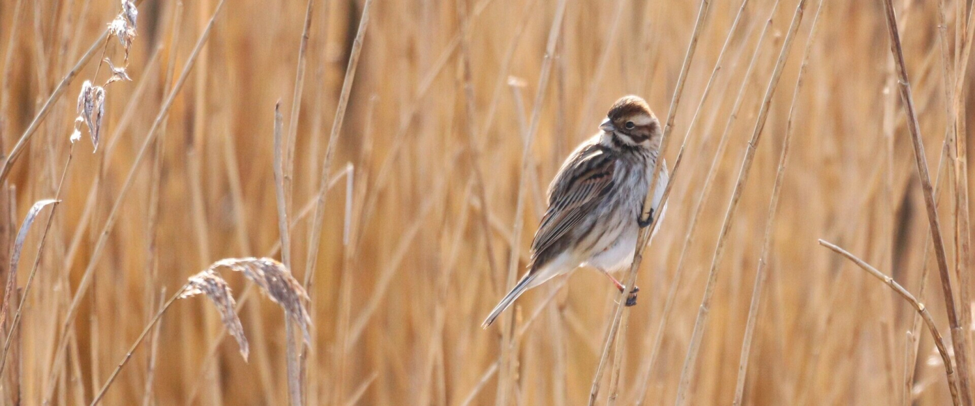 Oiseaux hivernants en scène - 24/01