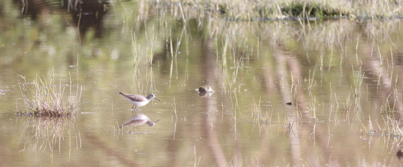 Découverte de la réserve naturelle à l'heure de la migration - 21/03