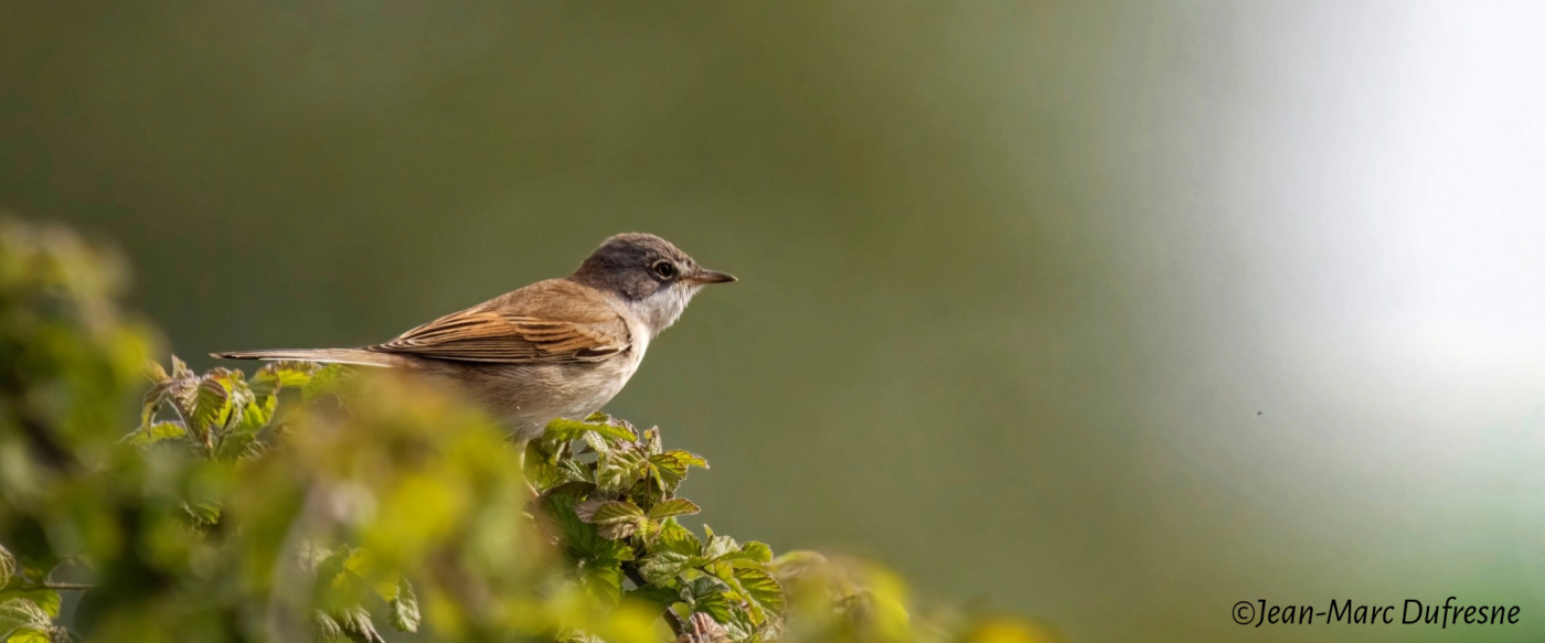 Sortie nature, le chœur de l'aube  - 19/04
