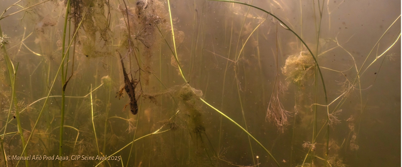 Mercredi Nature - A la découverte des amphibiens - 22/04