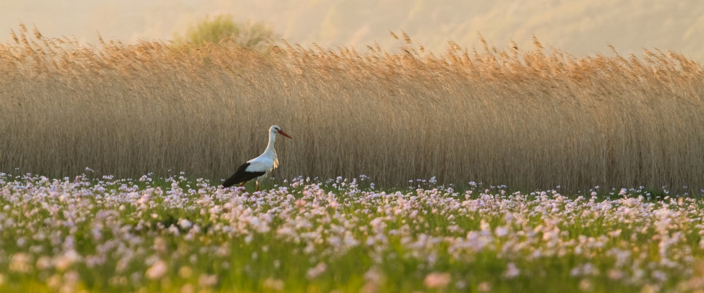 Quand les cigognes pouponnent  - 02/05