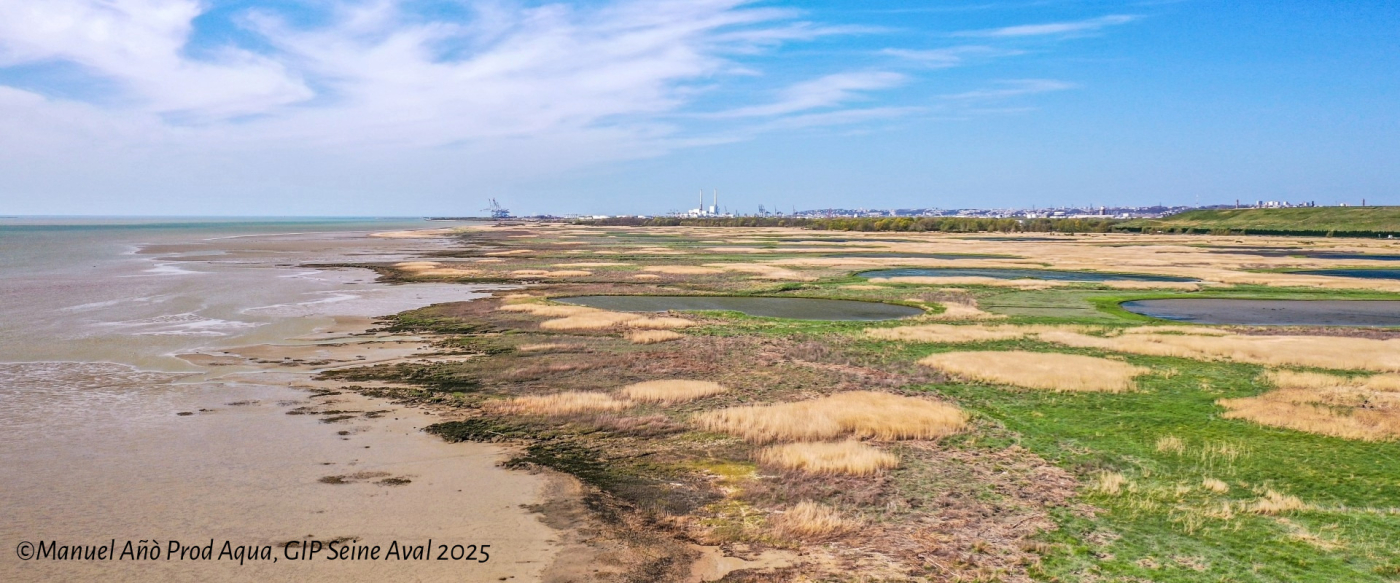Fête de la Nature - Phoques, vasières et roselières - 24/05