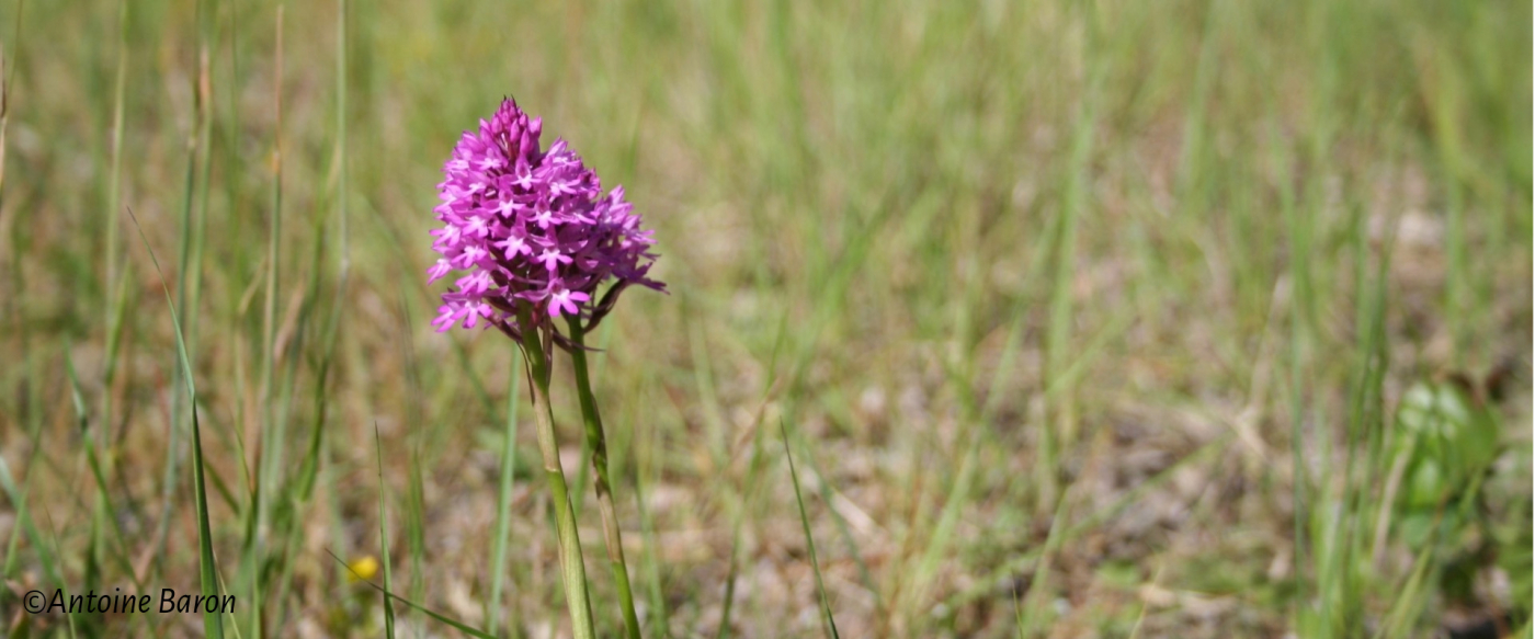 A la découverte des orchidées sauvages - 30/05