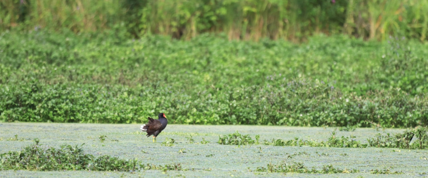 La vie foisonnante des cressonnières - 14/06