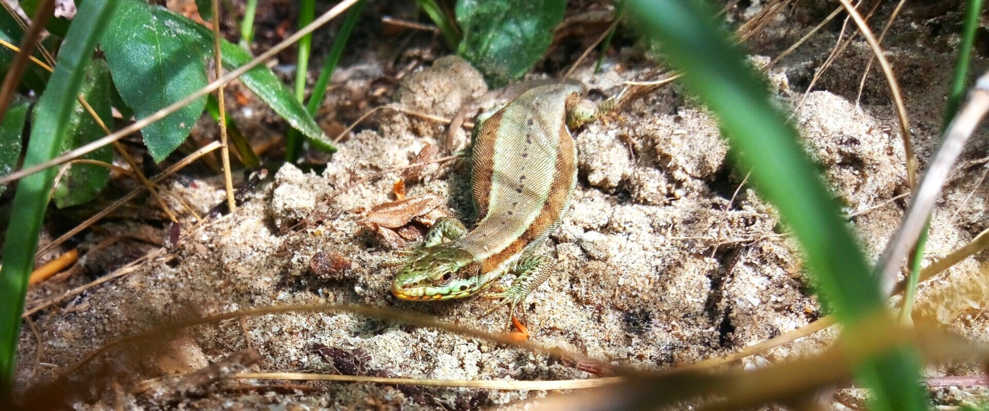 Mercredi Nature - Les reptiles de la réserve -  12/08