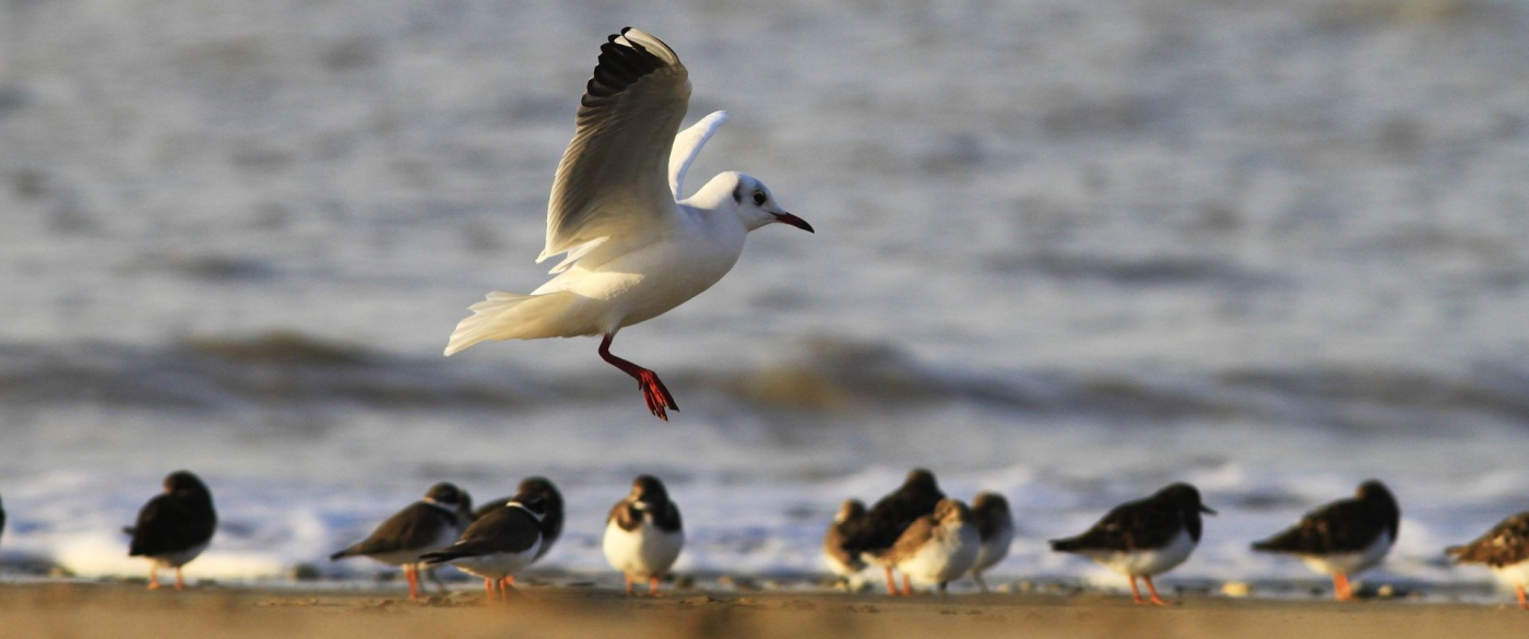 Les oiseaux du littoral - 18/10