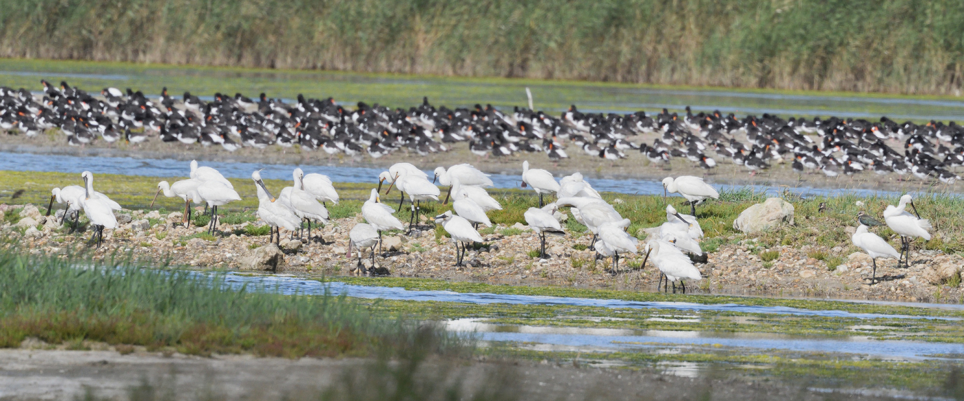 De nombreux oiseaux d’eau ont trouvé refuge dans le reposoir lors des dernières grandes marées