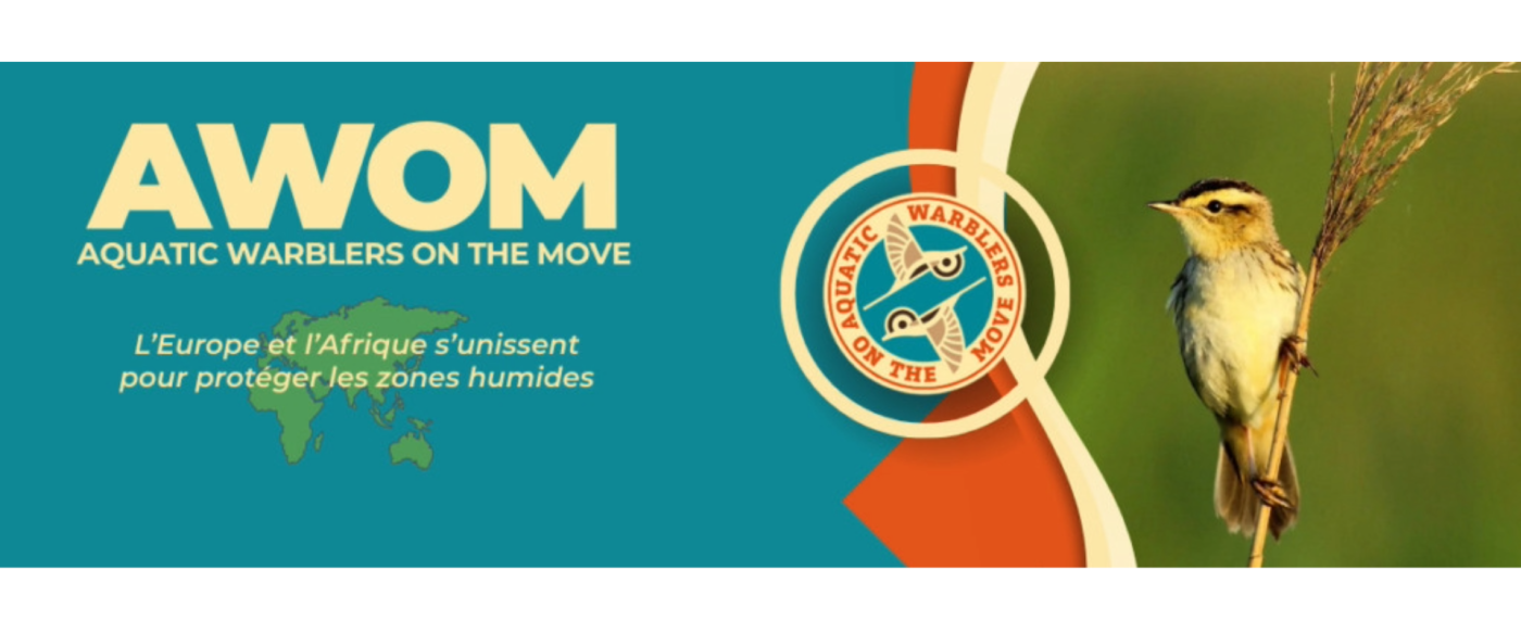 Lancement du projet européen LIFE AWOM en faveur du Phragmite aquatique Lancement du projet européen LIFE AWOM en faveur du Phragmite aquatique