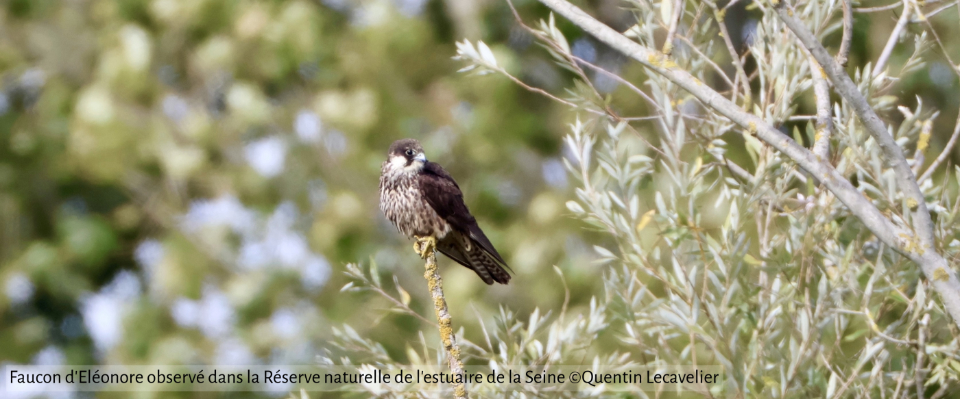 Une nouvelle espèce d’oiseau observée dans la Réserve naturelle de l’estuaire de la Seine et en Normandie : le Faucon d’Eléonore Une nouvelle espèce d’oiseau observée dans la Réserve naturelle de l’estuaire de la Seine et en Normandie : le Faucon d’Eléonore