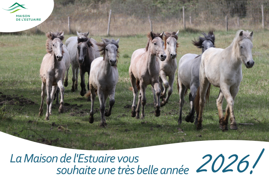 Meilleurs voeux 2026 !