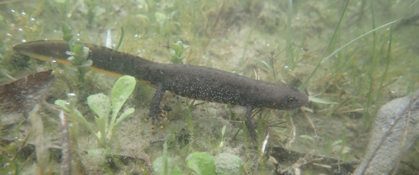 Un petit dragon caché dans les mares de la réserve ?