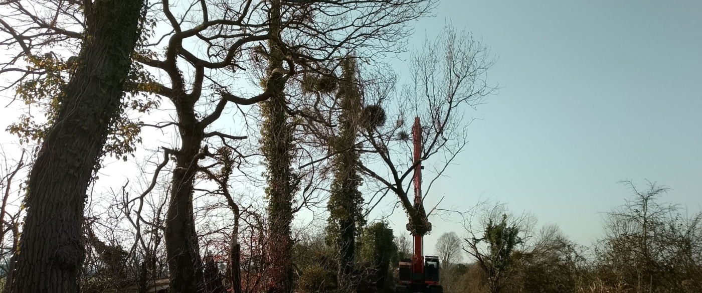 Des travaux d'abattage d'arbres dans le marais de Cressenval
