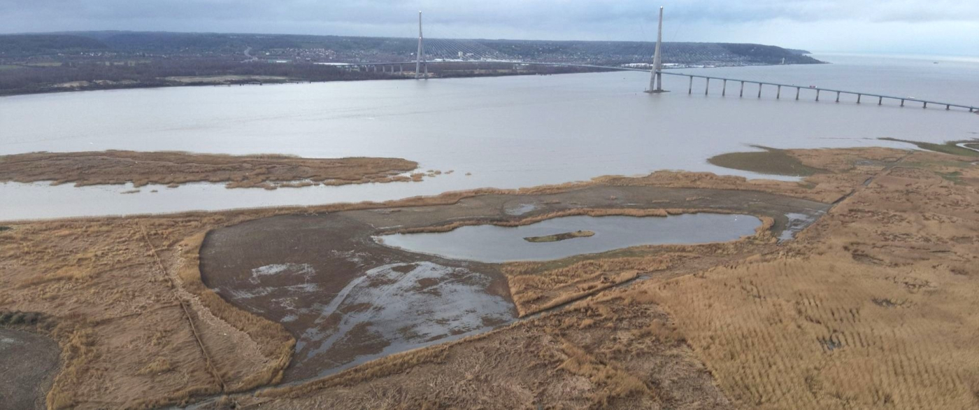 La migration du Phragmite aquatique sous haute surveillance