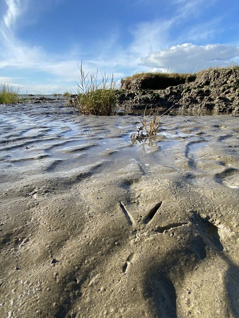 Mercredi Nature - Traces et empreintes 09/04