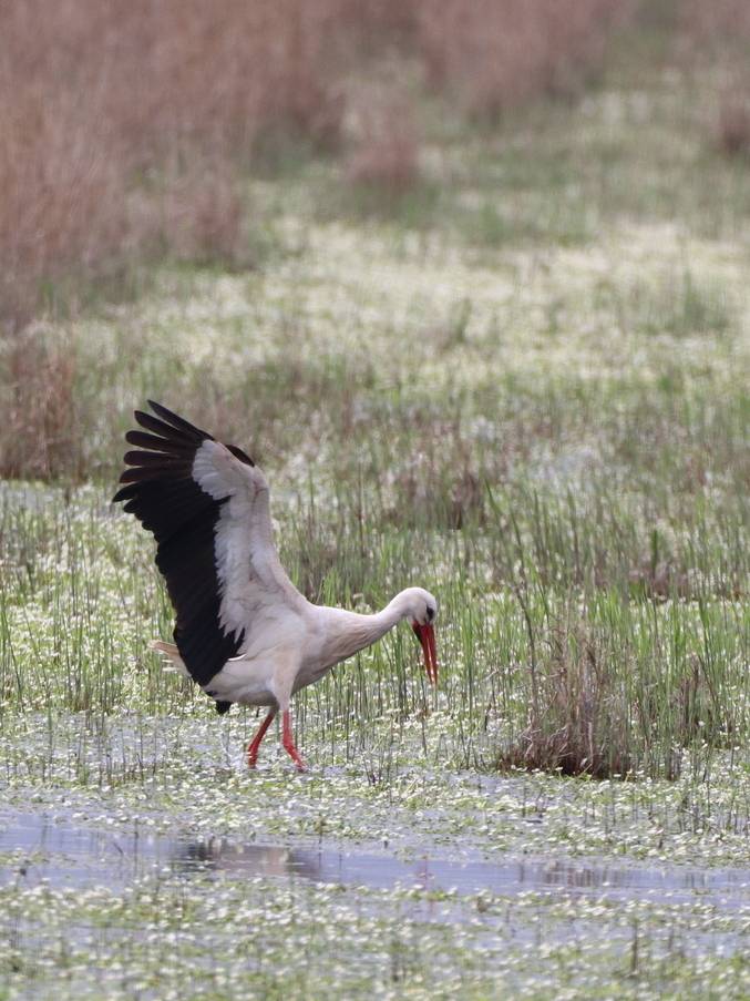 Fête de la Nature - Quand les cigognes pouponnent - 24/05