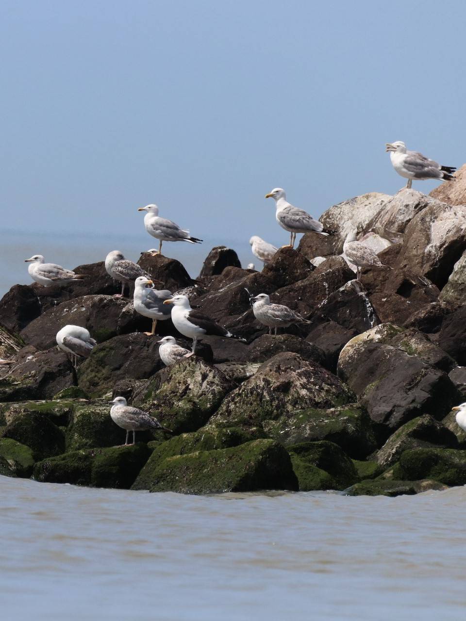 La vie des goélands, entre ville et nature - 20/02
